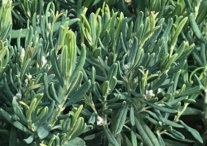 Andromeda polifolia 'Blue Ice' 